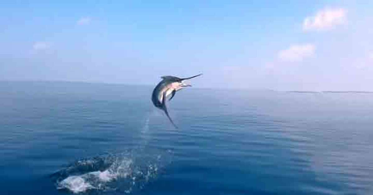 They seem 'motorized': The fastest fish in the world