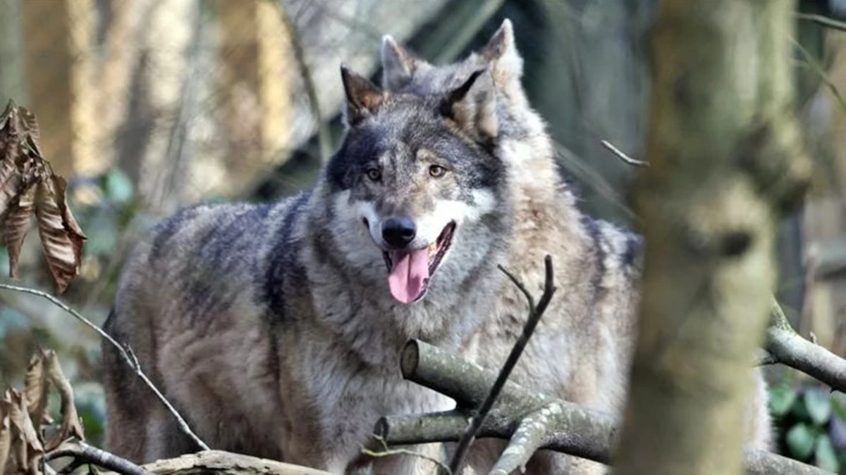 Germany: Wolf that injured woman gets 'conditional freedom'
