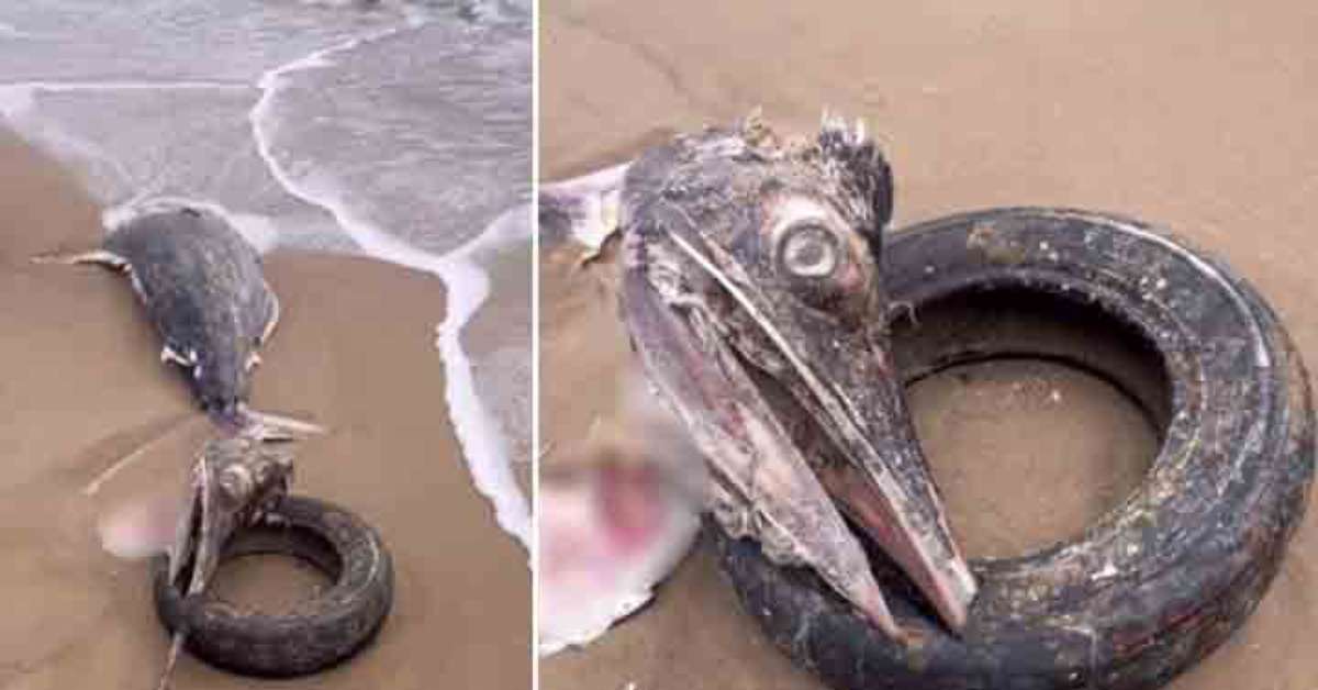 The Fastest Fish in the World