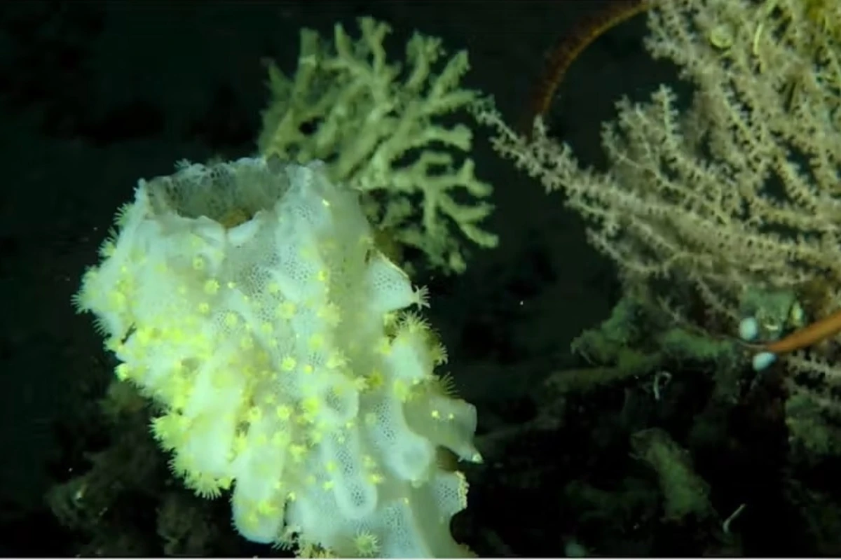 Deep-water sponges survive in surprising ways