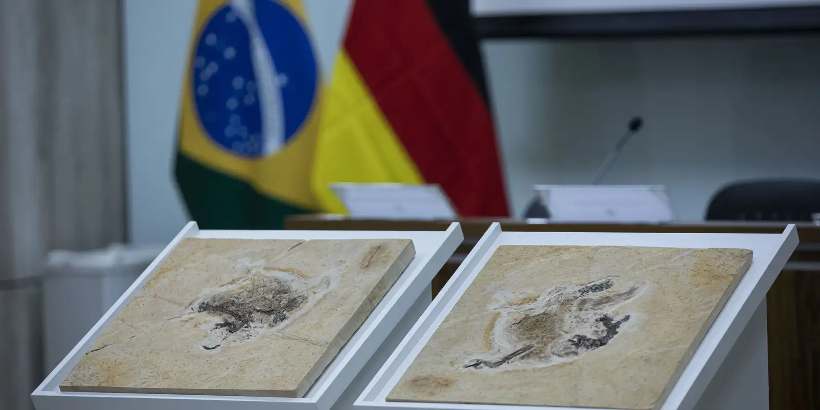 Brazil wants to recover dinosaurs and heritage that are in 14 countries