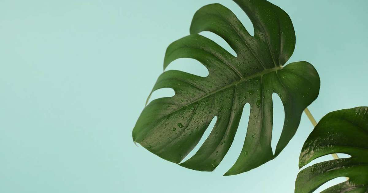 Does your cell phone understand plants? The science behind apps that identify species and diseases