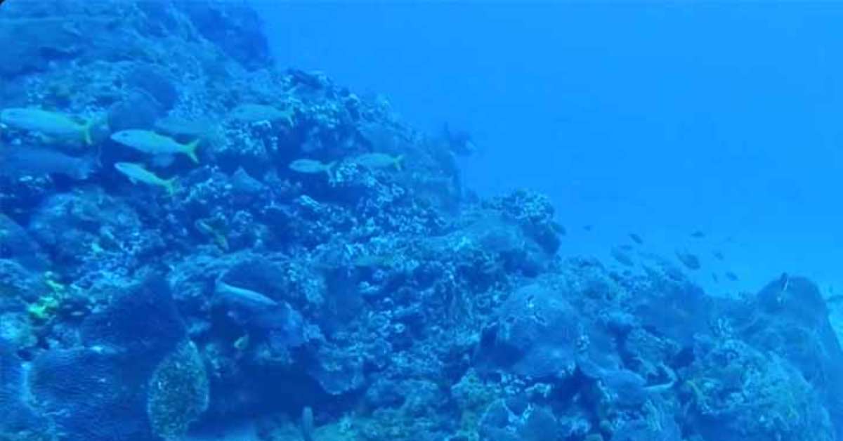 The hidden and scary universe of deep-sea creatures