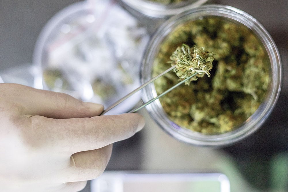 Anvisa formalizes new rules for the use of medicinal cannabis in Brazil