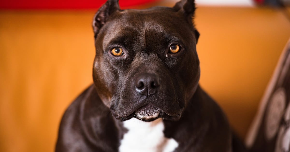 Recém-nascido é atacado por cachorro da família ao fazer o ‘primeiro contato’