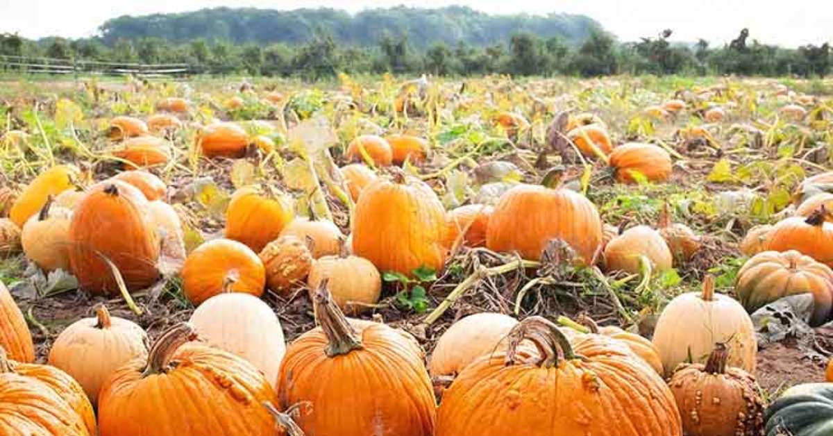 Pumpkin: full use of the fruit